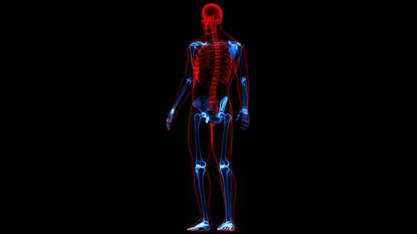 Nsan Iskeleti Bacak Eklemi Anatomisi Görüntü — Stok fotoğraf