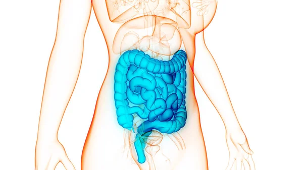 Sistema Digestivo Humano Anatomía Del Intestino Delgado Grueso — Foto de Stock