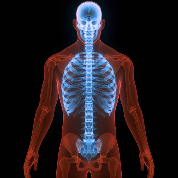 스켈턴 시스템 립우리 봉합사 Bone Joints Anatomy — 스톡 사진