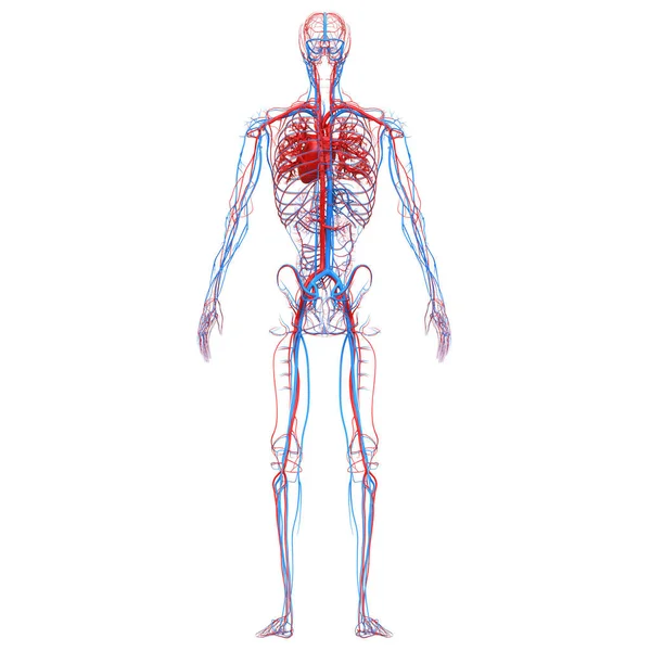 Damarları Damar Anatomisi Olan Nsan Dolaşım Sistemi Kalbi Boyut — Stok fotoğraf