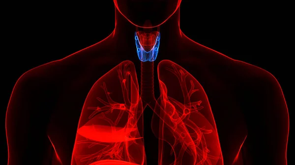 Человеческие Железы Лобо Щитовидной Железы Анатомия — стоковое фото