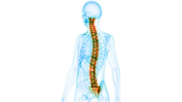 Nsan Iskelet Sistemi Anatomisinin Omurilik Omurgası Boyut — Stok fotoğraf