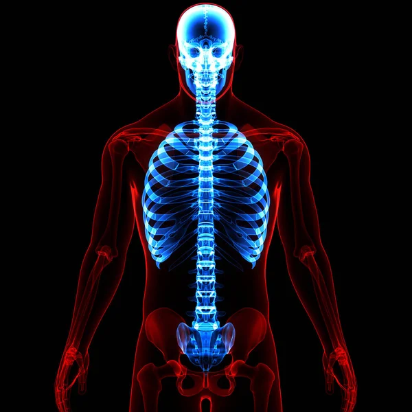 Sistema Esqueleto Humano Costela Gaiola Osso Articula Anatomia — Fotografia de Stock