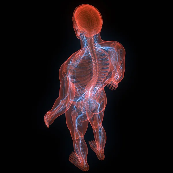 神経系解剖学を用いたヒトの骨格系 — ストック写真