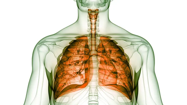 Concetto Anatomia Polmonare Del Sistema Respiratorio Umano — Foto Stock