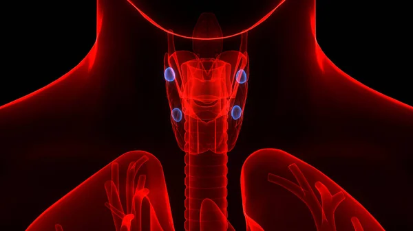Glándulas Del Cuerpo Humano Lóbulos Anatomía Glándula Tiroides —  Fotos de Stock