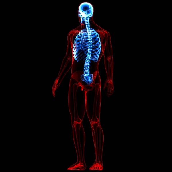Sistema Esquelético Humano Jaula Costillas Anatomía Las Articulaciones Óseas — Foto de Stock