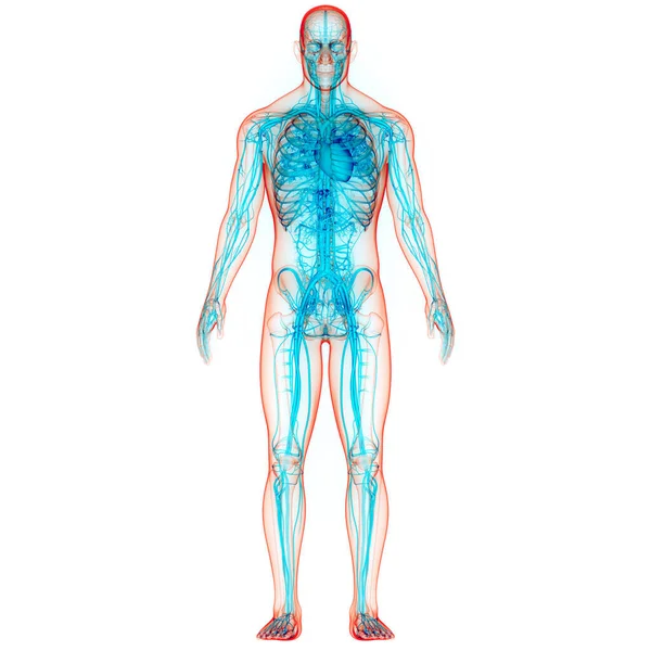 Sistema Circulatorio Humano Corazón Con Arterias Venas Anatomía —  Fotos de Stock