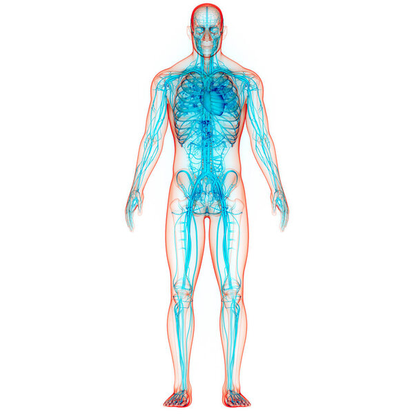 Human Circulatory System Heart with Arteries and Veins Anatomy. 3D
