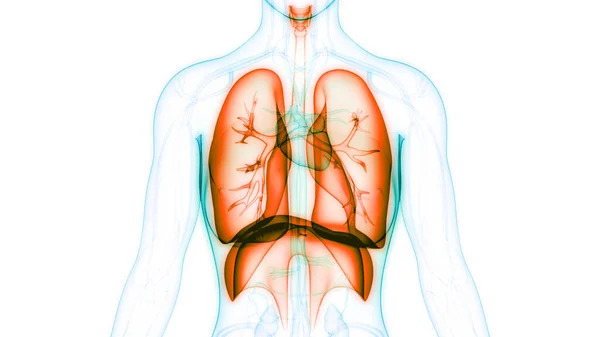 Anatomía Del Diafragma Del Sistema Respiratorio Humano —  Fotos de Stock