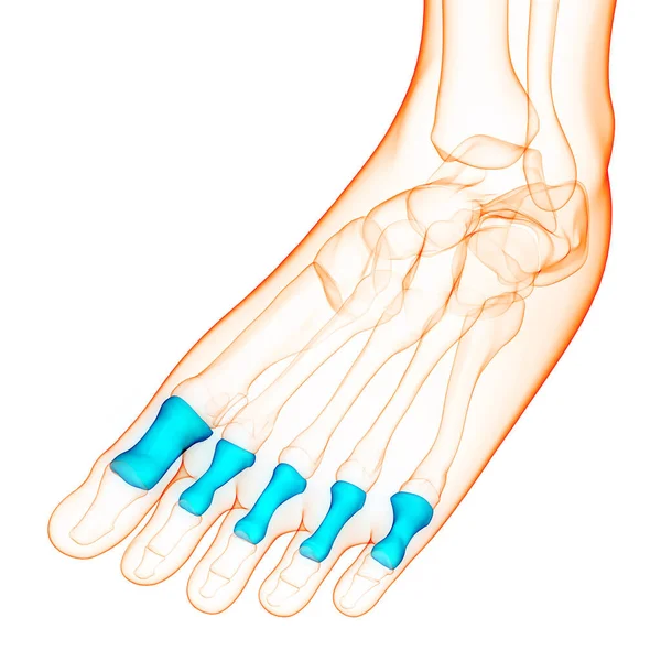 Ανθρώπινο Skeleton Σύστημα Πόδι Οστών Αρθρώσεις Proximal Phalanges Ανατομία — Φωτογραφία Αρχείου