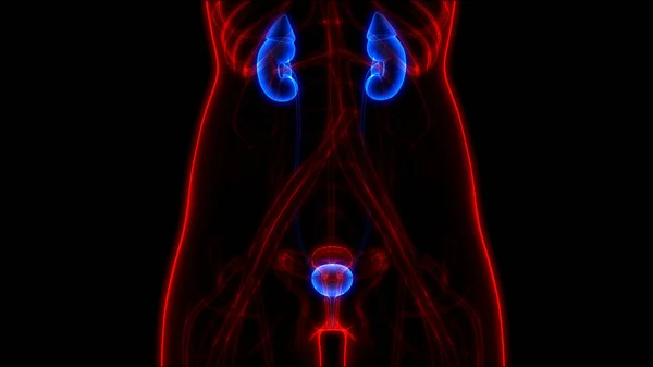 Sistema Urinário Feminino Rins Com Anatomia Bexiga — Fotografia de Stock