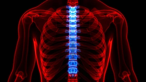 Colonna Vertebrale Del Midollo Spinale Anatomia Del Sistema Scheletrico Umano — Foto Stock