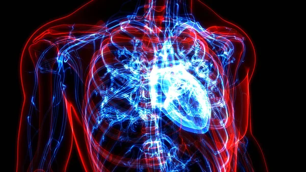 Human Circulatory System Heart Anatomy. 3D