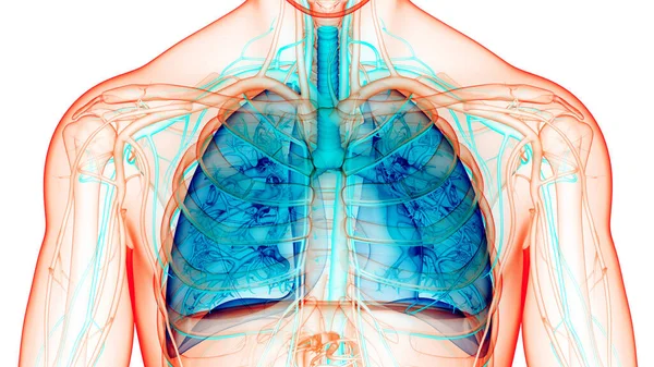 Concepto Anatomía Pulmonar Del Sistema Respiratorio Humano — Foto de Stock