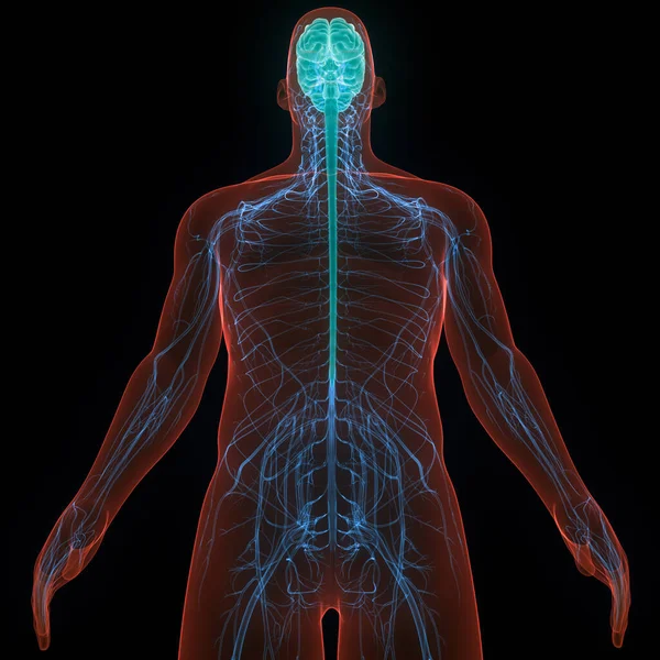 Órgano Central Del Sistema Nervioso Humano Anatomía Cerebral —  Fotos de Stock