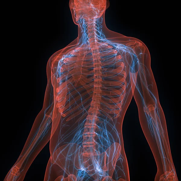 有神经系统解剖的人体骨骼系统 — 图库照片