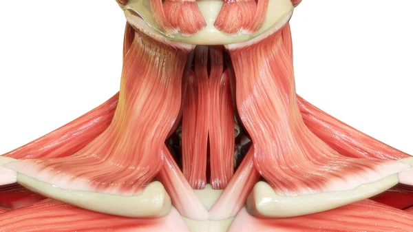 人体肌肉系统颈部肌肉解剖 — 图库照片