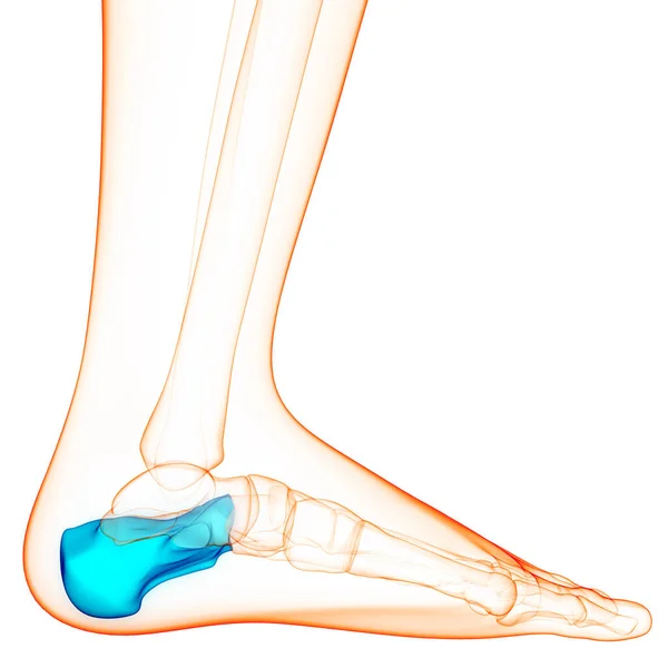 Ludzki System Szkieletowy Calcaneus Bone Joint Anatomia — Zdjęcie stockowe