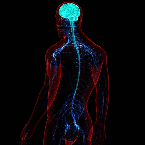 Centraal Orgaan Van Menselijk Zenuwstelsel Hersenanatomie — Stockfoto