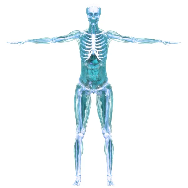 Повна Внутрішня Анатомія Людини Тривимірний — стокове фото