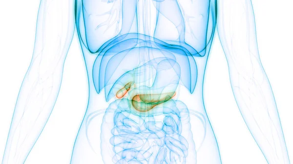 Órgãos Internos Humanos Pâncreas Com Anatomia Vesícula Biliar — Fotografia de Stock