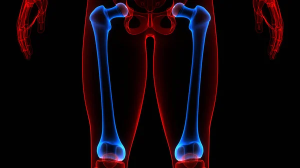 Illustration Human Skeleton System Bones Joints Anatomy — стокове фото