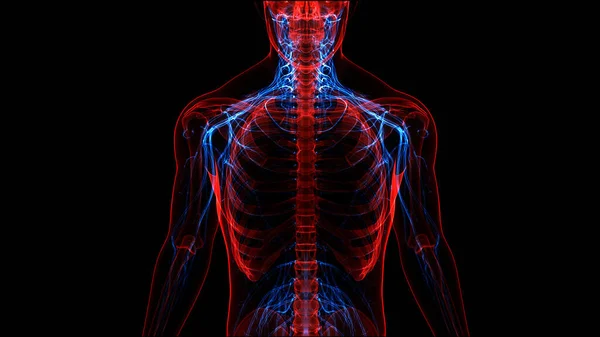Sistema Esqueleto Humano Com Anatomia Sistema Nervoso — Fotografia de Stock