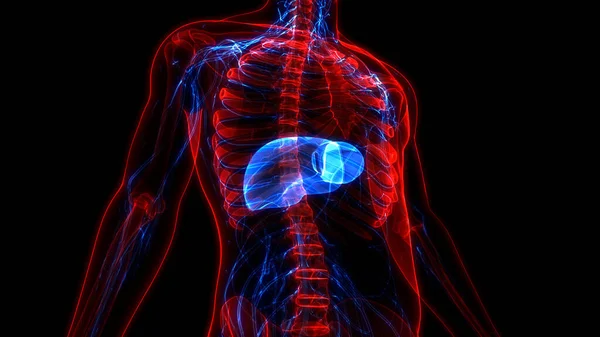 Human Internal Digestive Organ Liver Anatomy. 3D