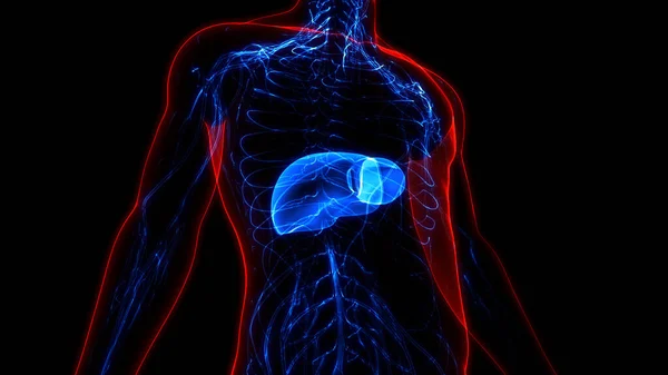Human Internal Digestive Organ Liver Anatomy. 3D