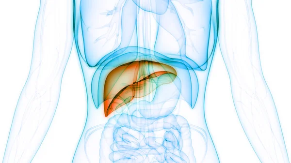 Ludzki Wewnętrzny Organ Trawienny Anatomia Wątroby — Zdjęcie stockowe