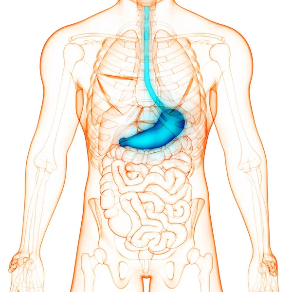 Human Digestive System Stomach Small Intestine Anatomy — Stock Photo, Image