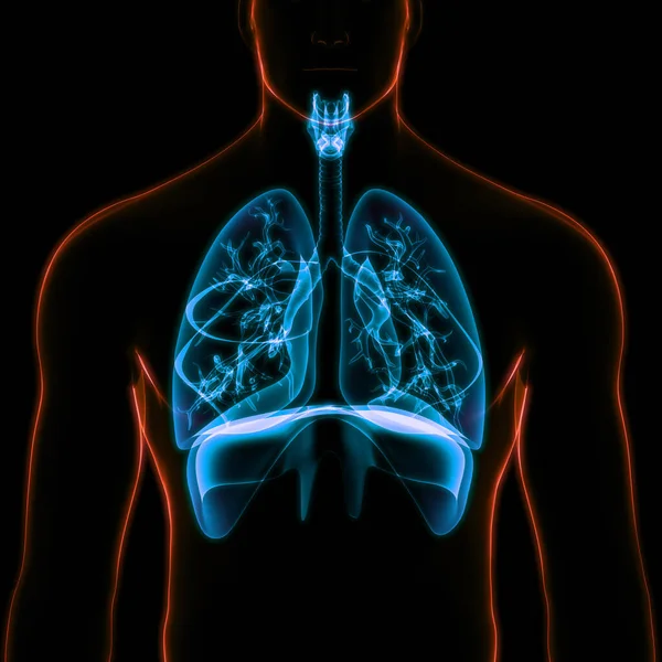 Concetto Anatomia Polmonare Del Sistema Respiratorio Umano — Foto Stock