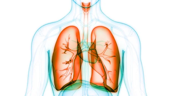 Organo Digestivo Interno Umano Anatomia Epatica — Foto Stock