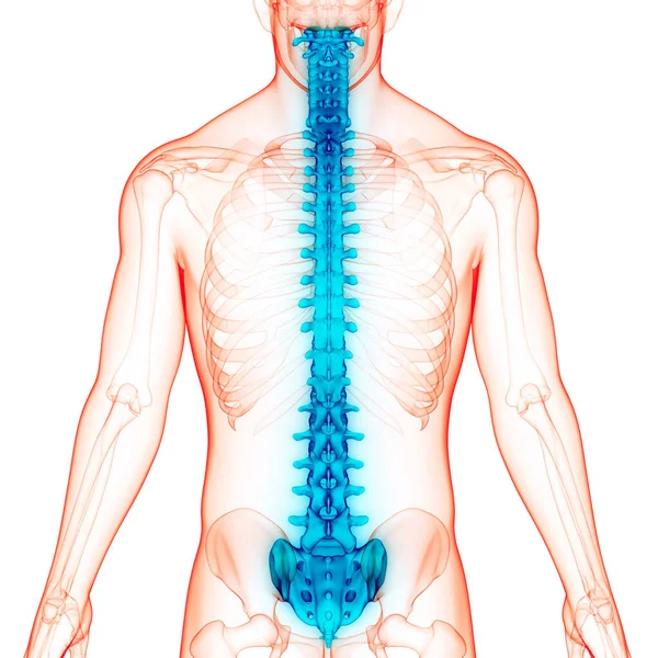 Colonna Vertebrale Del Midollo Spinale Anatomia Del Sistema Scheletrico Umano — Foto Stock