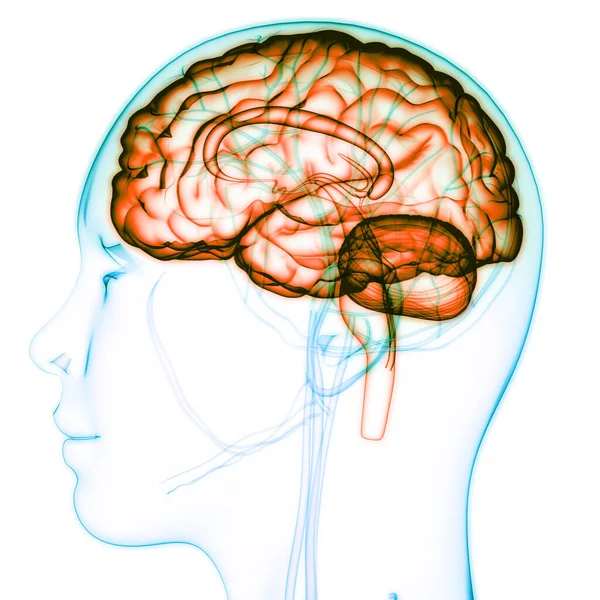 Zentralorgan Des Menschlichen Nervensystems Gehirnanatomie — Stockfoto
