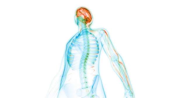 해부학 Brain Anatomy 신경계의 일종이다 — 스톡 사진