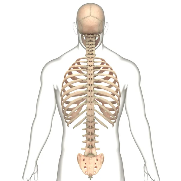 人体骨骼系统轴状骨骼解剖 — 图库照片