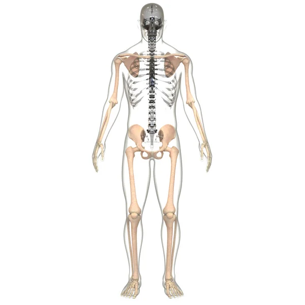 Menselijke Skelet Systeem Botgewrichten Anatomie — Stockfoto