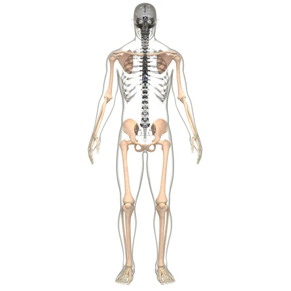 Inggris Human Skeleton System Bone Joints Anatomy — Stok Foto