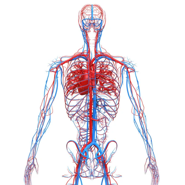 해부학 Human Circulatory System Heart Anatomy — 스톡 사진