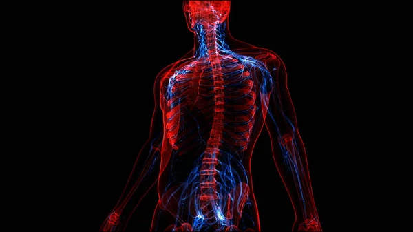 Menselijk Skelet Systeem Met Zenuwstelsel Anatomie — Stockfoto