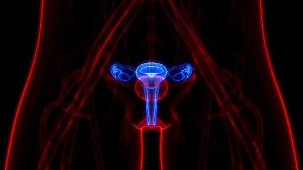 神経系および尿膀胱の解剖学的構造を有する女性生殖器系 — ストック写真