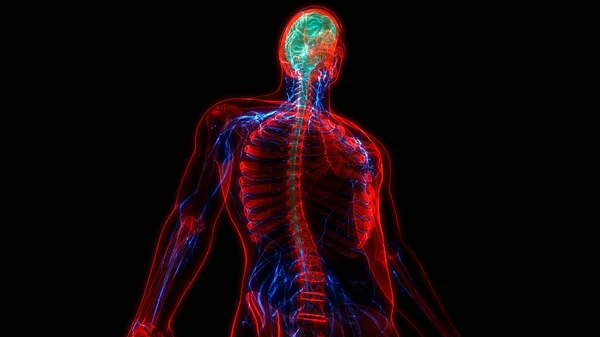 해부학 Brain Anatomy 신경계의 일종이다 — 스톡 사진