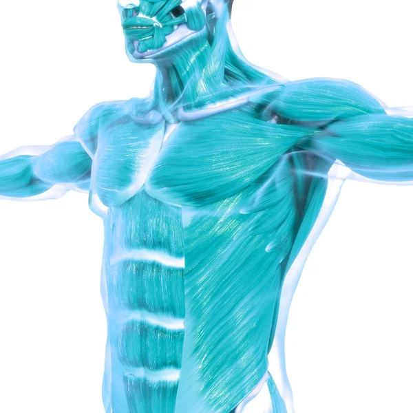 Muscles Une Partie Anatomie Système Musculaire Humain — Photo