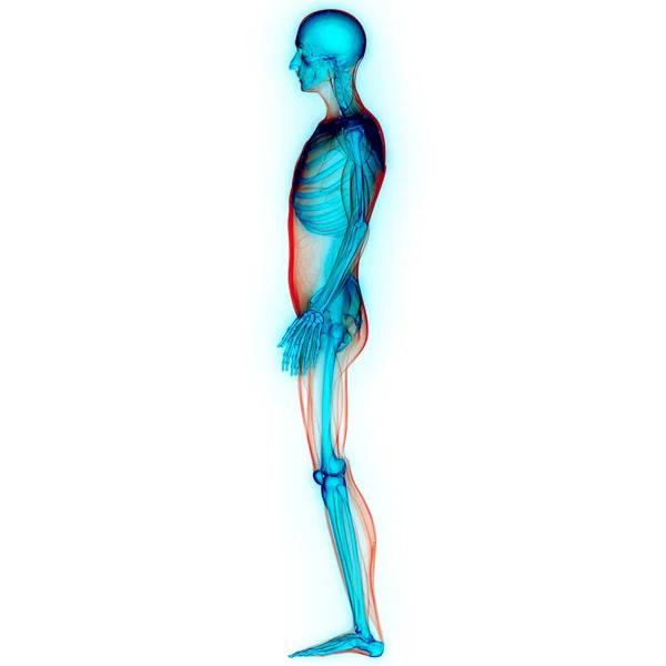 Human Skeleton System Кісткова Система Єднує Анатомію — стокове фото