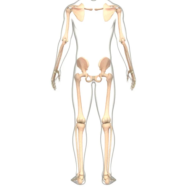 Lidský Kosterní Systém Dodatečná Anatomie Kostry — Stock fotografie