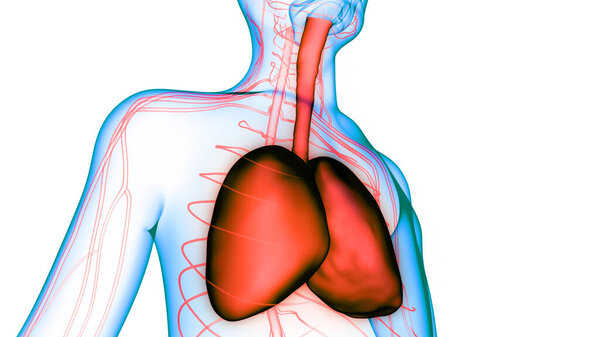 3D-концепция анатомии легких дыхательной системы человека