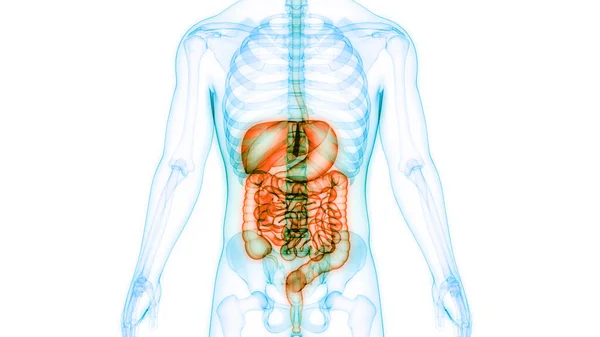 Nsan Sindirim Sistemi Anatomisi Boyut — Stok fotoğraf