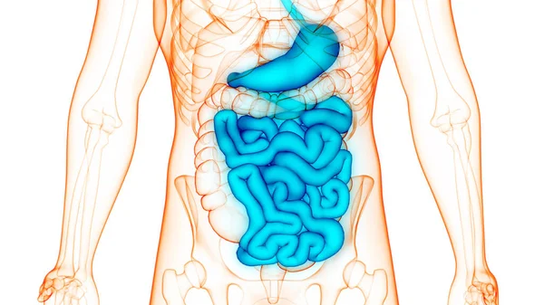 Anatomie Van Het Spijsverteringsstelsel — Stockfoto